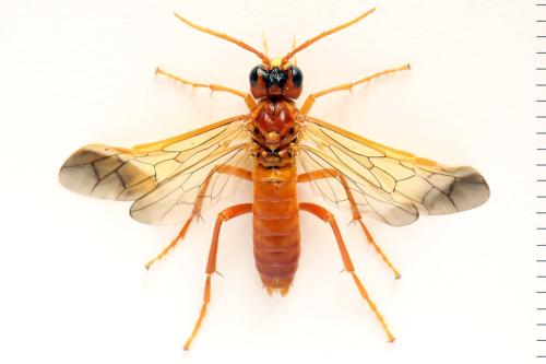 Tenthredo adusta