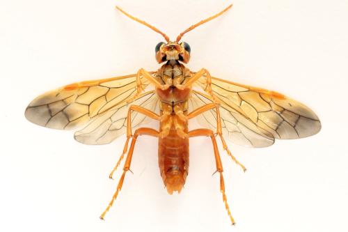 Tenthredo adusta
