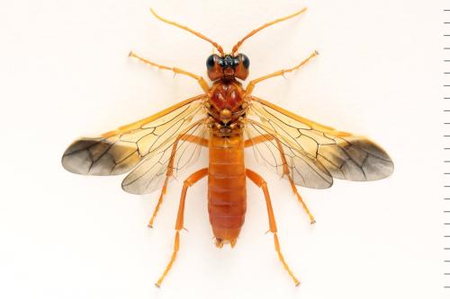 Tenthredo adusta