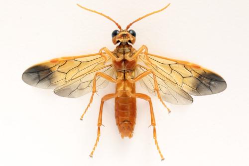 Tenthredo adusta