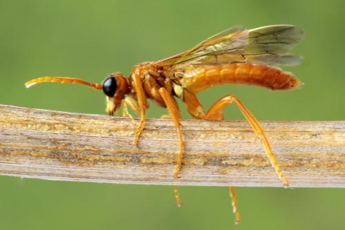 Réf. 337 988 : Tenthredo adusta