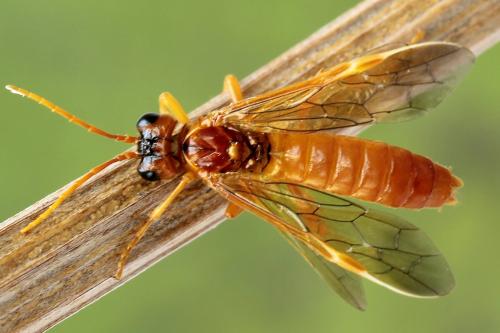 Tenthredo adusta