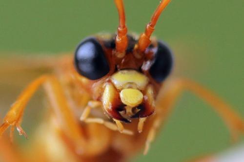 Tenthredo adusta
