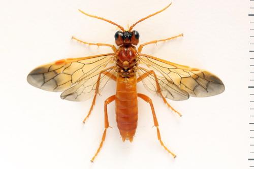 Tenthredo adusta