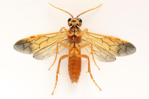 Tenthredo adusta