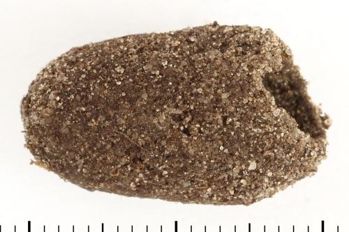 Réf. 337 979 : Tenthredo adusta