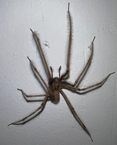 Tegenaria parietina