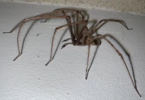 Tegenaria parietina