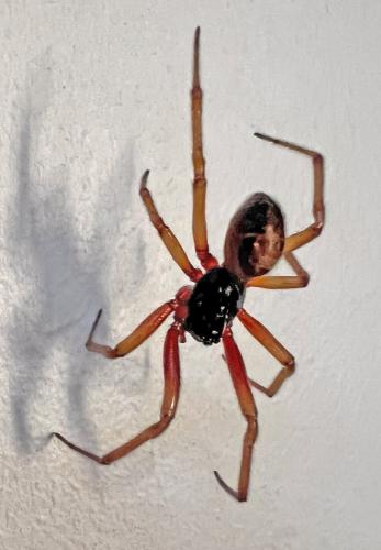 Réf. 337 342 : Steatoda nobilis