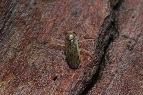 Réf. 337 157 : Sigara lateralis