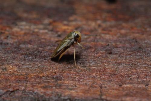 Réf. 337 156 : Sigara lateralis