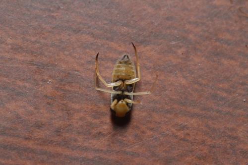 Sigara lateralis