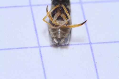 Sigara lateralis