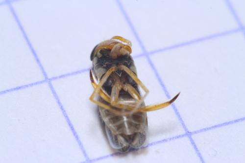 Sigara lateralis