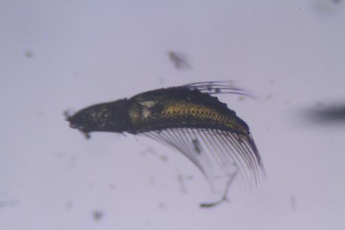 Réf. 337 224 : Sigara lateralis