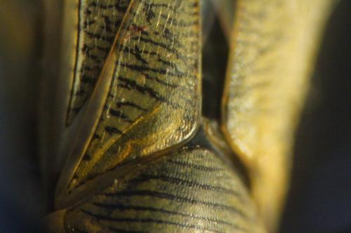 Sigara lateralis