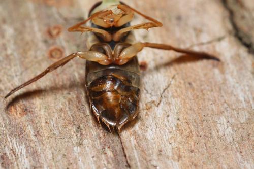 Réf. 337 272 : Corixa punctata