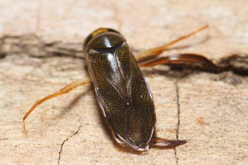 Réf. 337 271 : Corixa punctata
