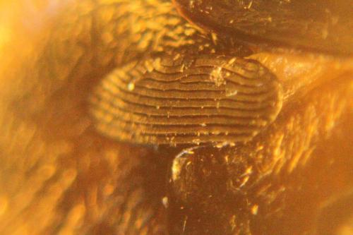 Corixa punctata