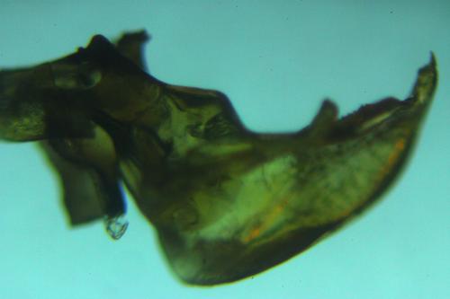 Corixa punctata