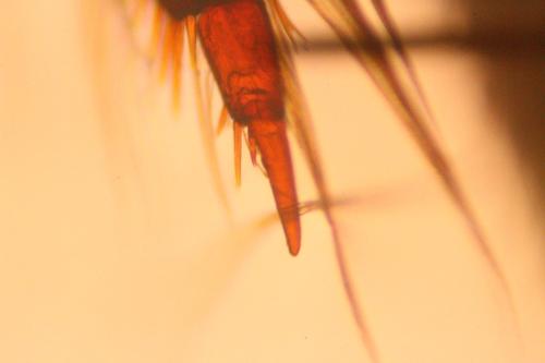Réf. 337 352 : Hyphydrus ovatus