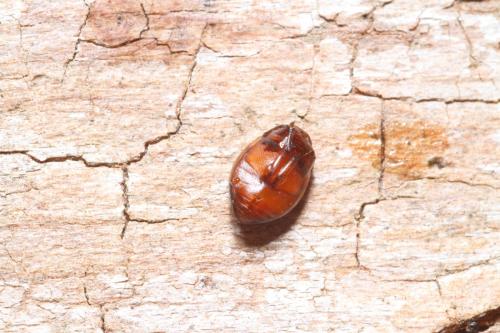 Réf. 337 351 : Hyphydrus ovatus