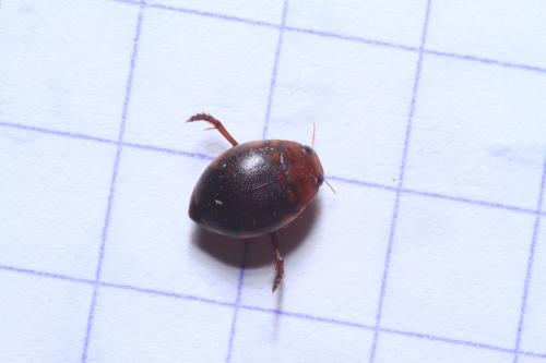 Réf. 337 349 : Hyphydrus ovatus