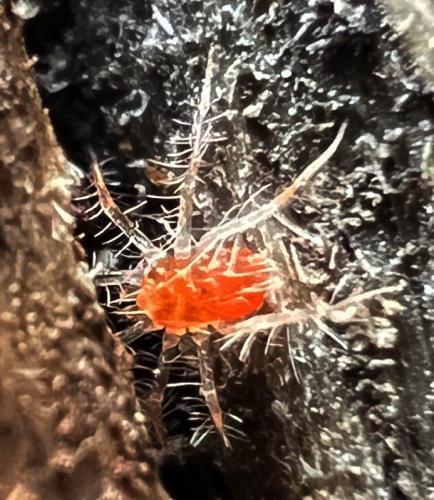Erythracarus epigeus