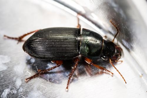 Réf. 337 268 : Harpalus rubripes