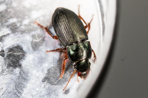 Réf. 337 269 : Harpalus rubripes