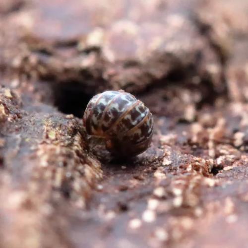 Armadillidium pulchellum