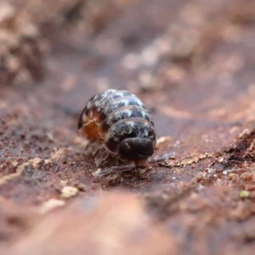Réf. 337 068 : Armadillidium pulchellum