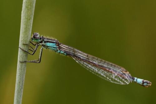 Ischnura elegans