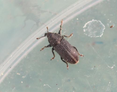 Réf. 337 820 : Mecinus pyraster