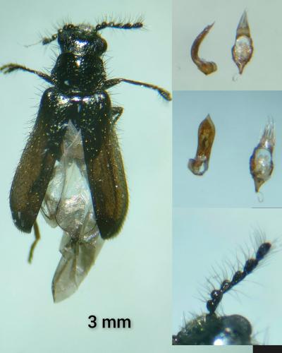 Dasytes pauperculus