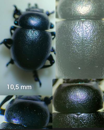 Timarcha goettingensis