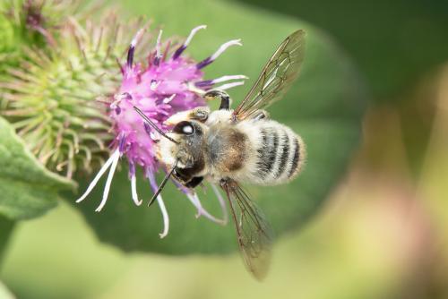 Megachile lagopoda
