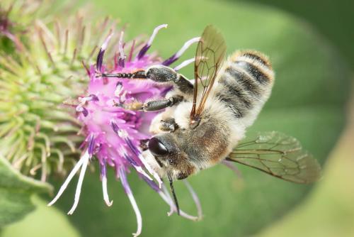 Megachile lagopoda