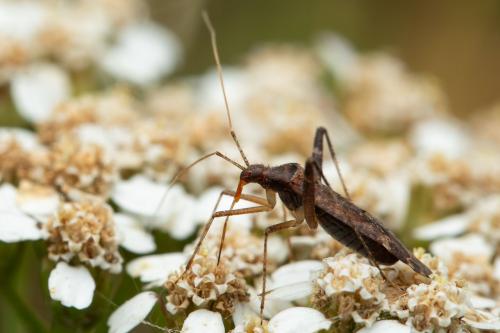 Phytocoris ulmi