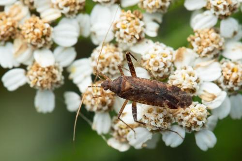 Phytocoris ulmi