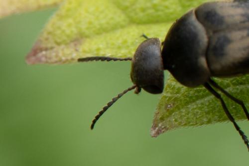 Variimorda sp.