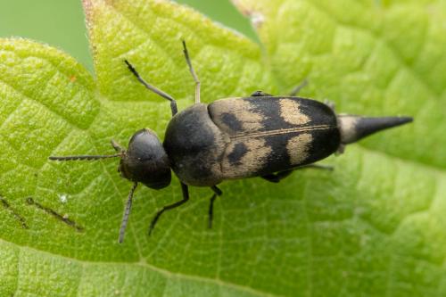 Variimorda sp.