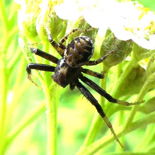 Xysticus sp.