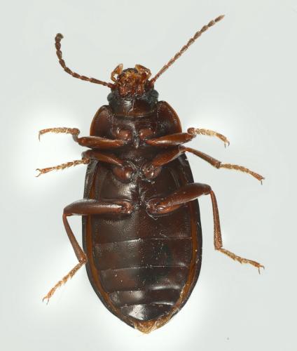 Réf. 337 127 : Nalassus dryadophilus