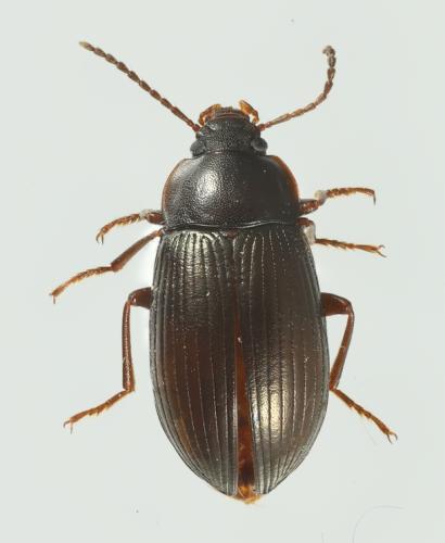 Nalassus dryadophilus