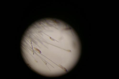 Réf. 337 295 : Chirodiscoides caviae