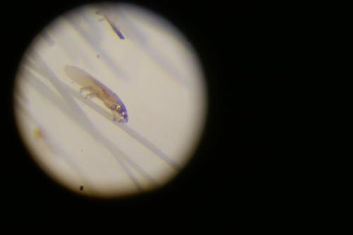 Réf. 337 296 : Chirodiscoides caviae