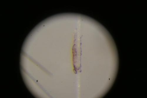 Réf. 337 297 : Chirodiscoides caviae