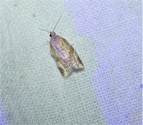 Clepsis consimilana