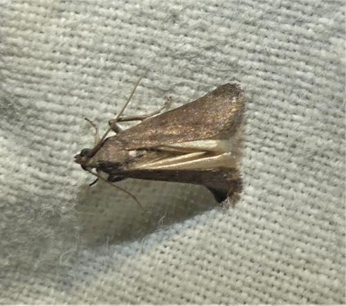 Assara conicolella